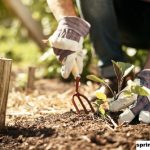 10 Tips Memulai Kebun Sayur Anda Sendiri
